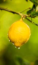 Ripe lemon in citrus grove