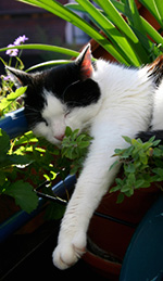Chilled cat relaxing near a pot of catnip