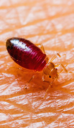 Essential Oils to Get Rid of Bed Bugs