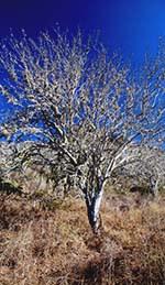 Bursera graveolens - Wikipedia