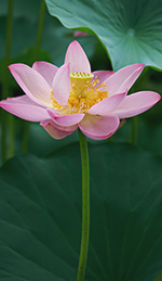 Lotus Oil and Its Ancient Spiritual Uses