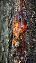 Amber Oil and Its Prehistoric Origins