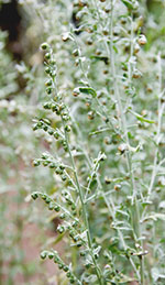 Wormwood Oil Is An Exotic Perfume Agent With A Long History