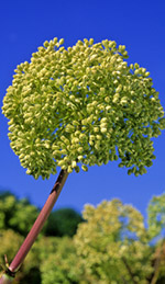 Angelica Oil Has Centuries of Historical Use