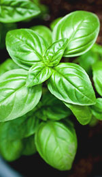 Basil Oil- A Brief Overview of Oil Types and Uses