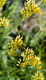 Helichrysum Oil and Its Amazing Ability to Heal and Diminish Scarring