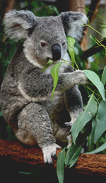 Eucalyptus Oil... Not Just for Koala Bears!