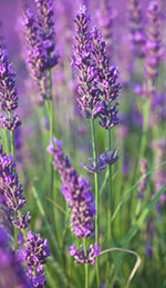 Use Lavender Oil to Reduce Work-Related Stress