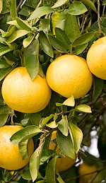 Grapefruit Oil and Its Efficiency in Cellulite Breakdown