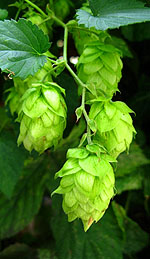 Hop Oil and Its Traditional Uses for Women in Menopause