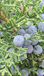 Juniper Berry Oil and its Detoxifying Benefits