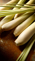 Lemongrass Oil and Its Anti-Infectious Properties