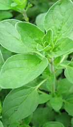 Marjoram Oil for Increased Tissue Oxygenation and Recovery Speed