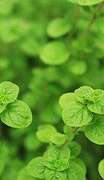 Oregano Oil and Its Powerful Antiviral Properties