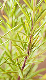Rosemary Oil and Its Ability to Enhance Memory