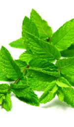 Spearmint Oil Can Help with Menstrual Strain and Fatigue