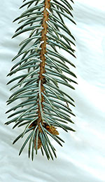 Spruce Oil Has Adrenal and Respiratory Support Properties