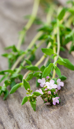 Thyme Oil and Its Antiseptic Uses in Medical History