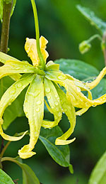 Ylang Ylang Oil Is the Ultimate Floral Aphrodisiac